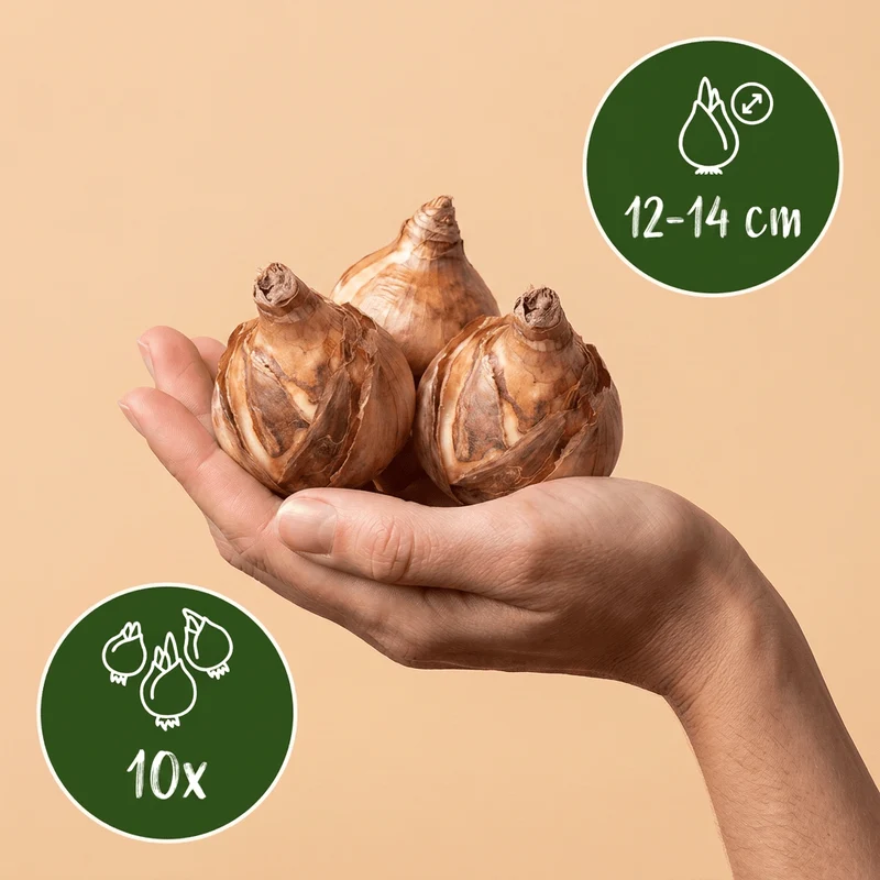 Narzisse Macaron Bloss – Narcissus online kaufen | 10 bis 80 Blumenzwiebeln, weiß-gelb & auffällig – Wurzelwerk Design