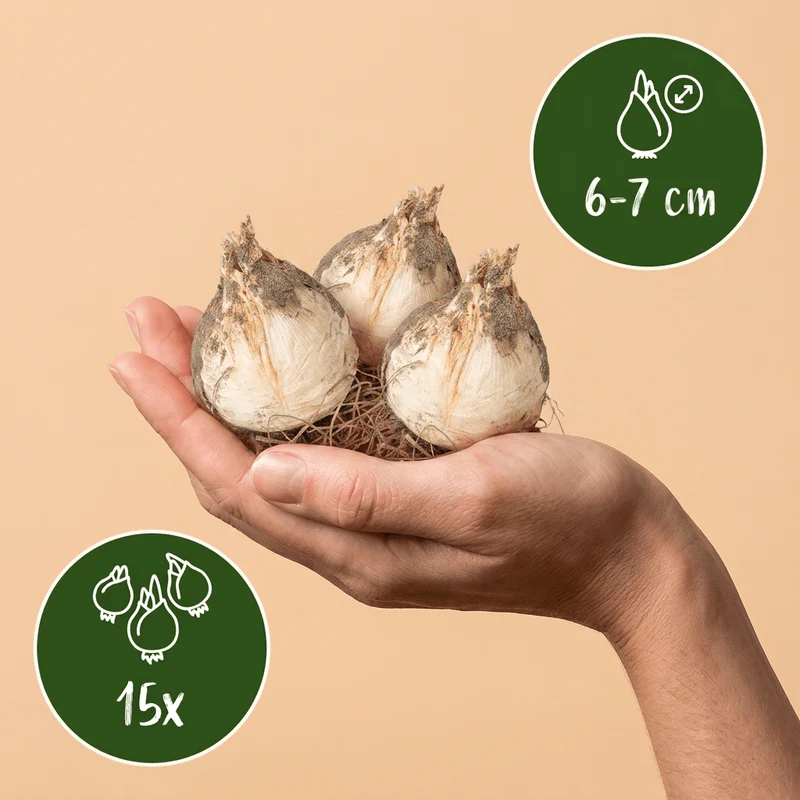 Zierlauch-Mischung Buzzing Beauties – Allium online kaufen | 15 bis 120 Blumenzwiebeln, Bienenmischung – Wurzelwerk Design