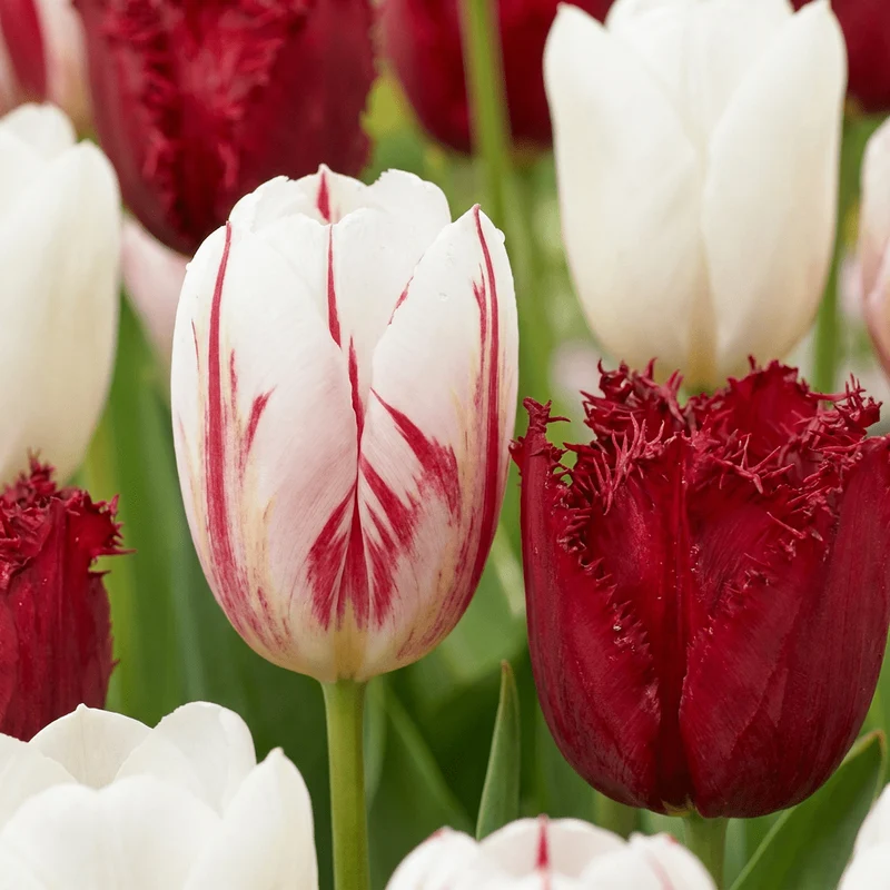 Tulpe Dutch Design – Tulipa online kaufen | 15 bis 120 Blumenzwiebeln, Rosa-Weiß & standfest – Wurzelwerk Design