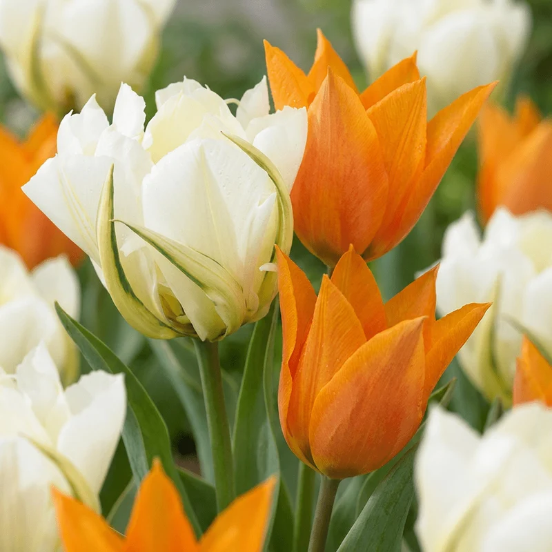 Tulpe Sunbath – Tulipa online kaufen | 15 bis 120 Blumenzwiebeln, Gelb-Weiß & leuchtend – Wurzelwerk Design