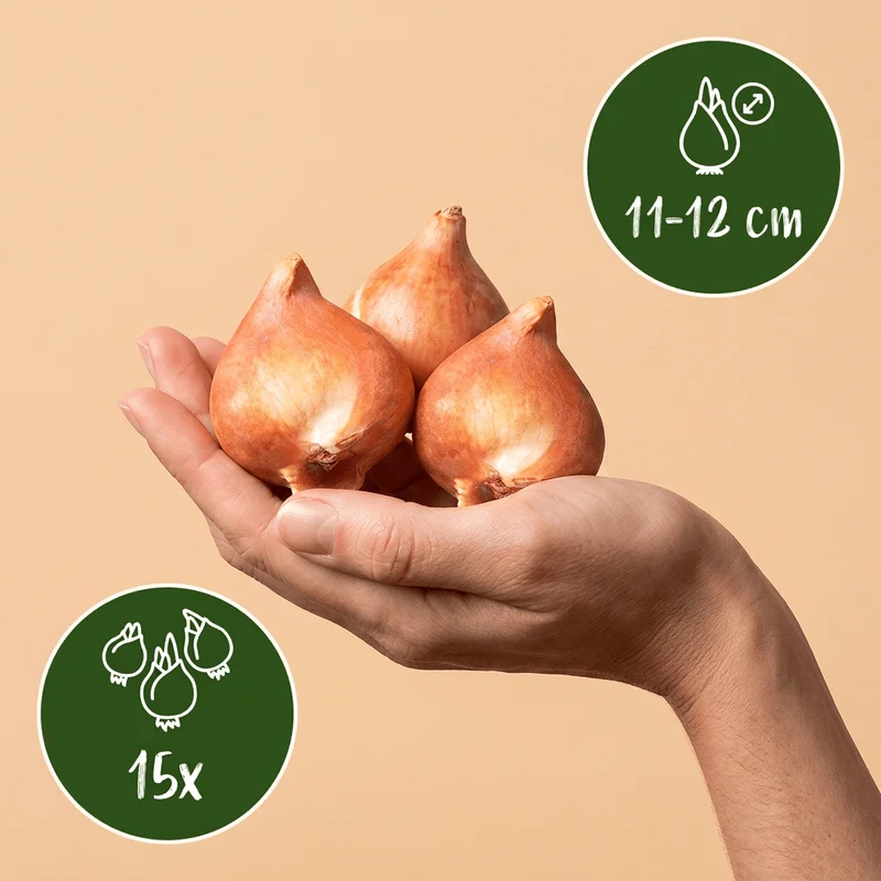 Tulpe Sunbath – Tulipa online kaufen | 15 bis 120 Blumenzwiebeln, Gelb-Weiß & leuchtend – Wurzelwerk Design