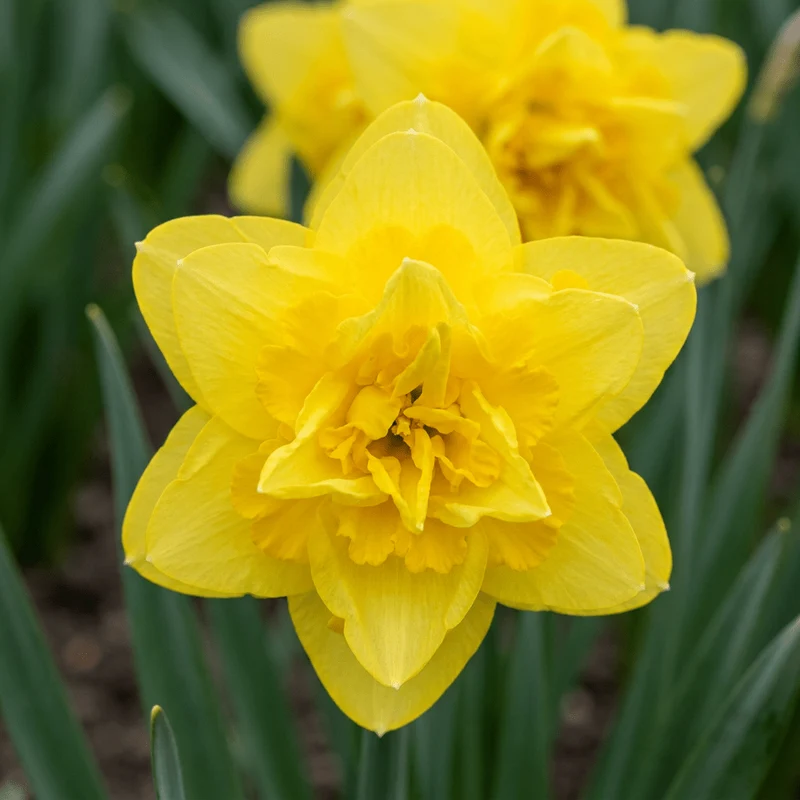 Gefüllte Narzisse Golden Ducat – Narcissus online kaufen | 10 bis 80 Blumenzwiebeln, goldgelb & gefüllt – Wurzelwerk Design