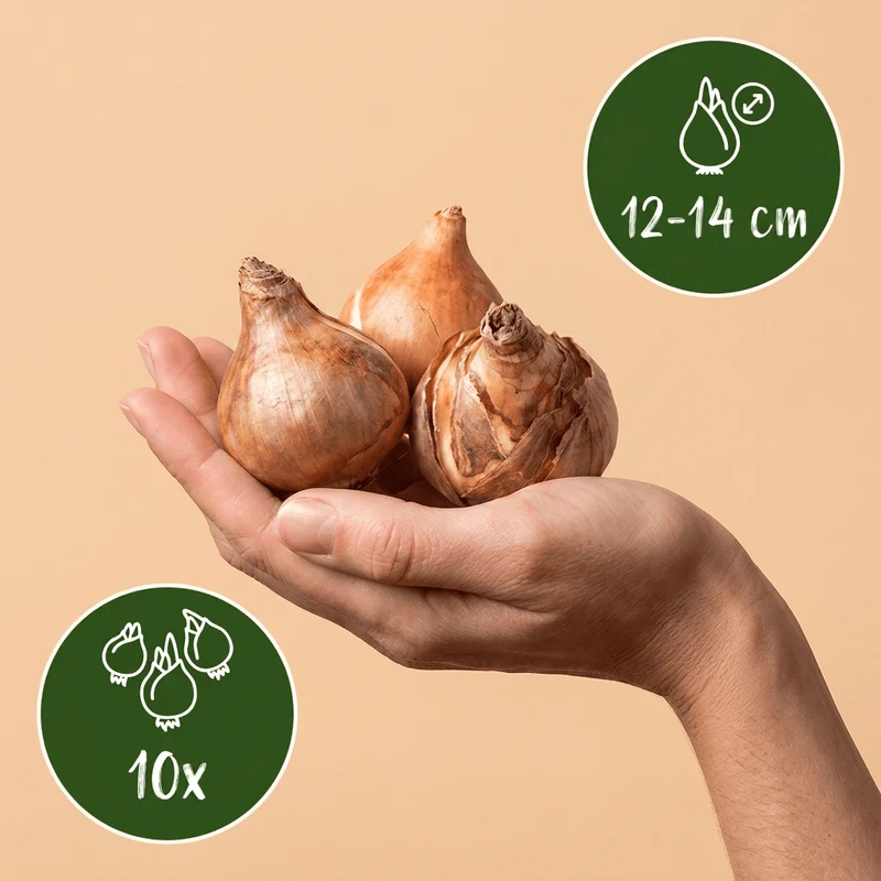 Gefüllte Narzisse Golden Ducat – Narcissus online kaufen | 10 bis 80 Blumenzwiebeln, goldgelb & gefüllt – Wurzelwerk Design