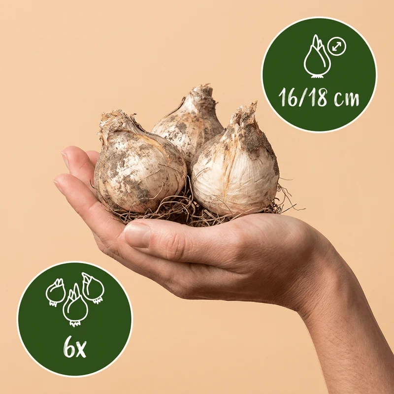 Zierlauch Mount Everest – Allium online kaufen | 6 bis 24 Blumenzwiebeln, reinweiße Blütenkugeln – Wurzelwerk Design
