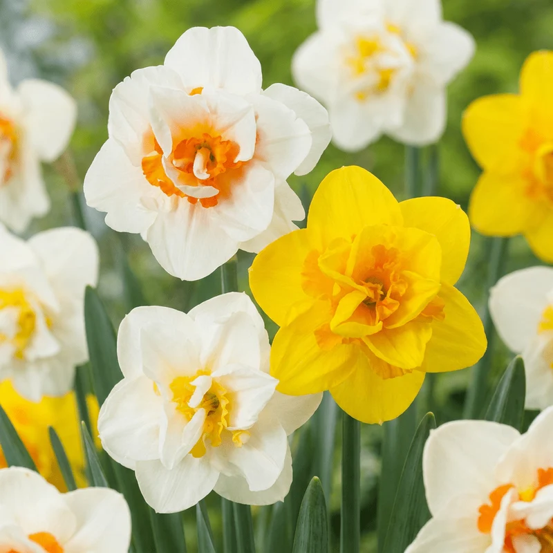 Gefüllte Narzissen Mischung – Narcissus online kaufen | 20 bis 240 Blumenzwiebeln, dicht gefüllt – Wurzelwerk Design