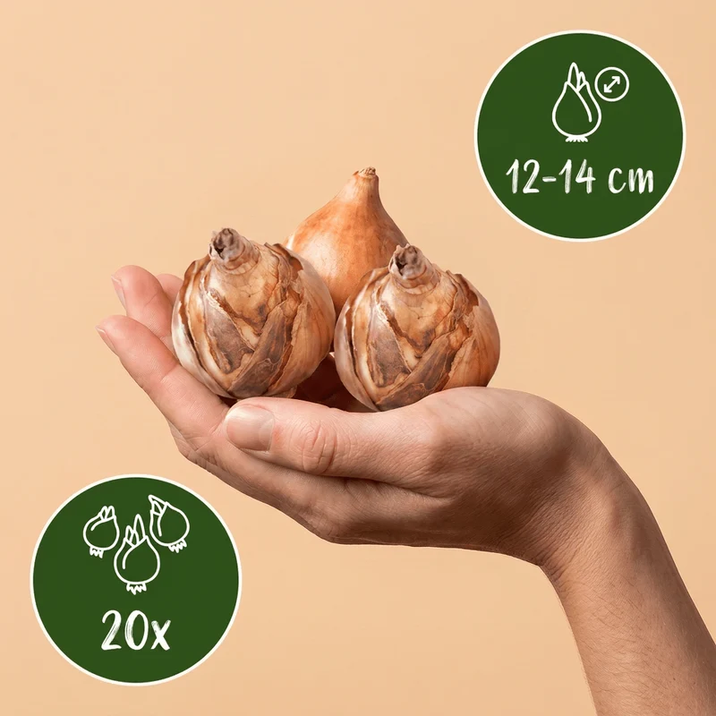 Gefüllte Narzissen Mischung – Narcissus online kaufen | 20 bis 240 Blumenzwiebeln, dicht gefüllt – Wurzelwerk Design