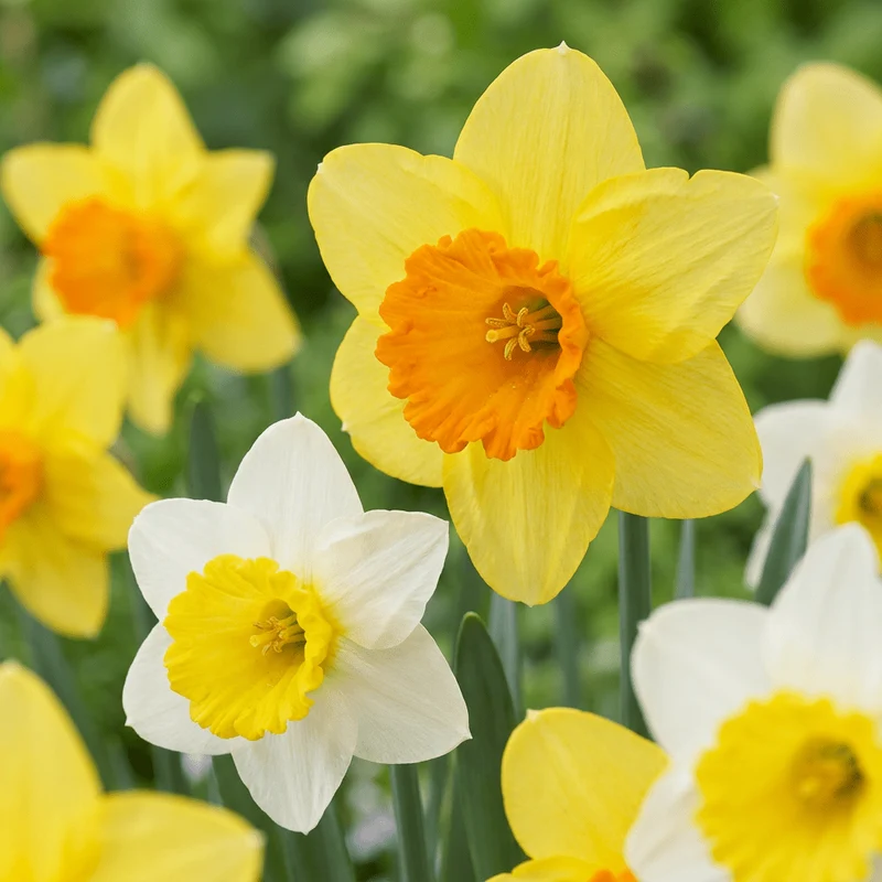Großkronige Narzissen Mischung – Narcissus online kaufen | 30 bis 120 Blumenzwiebeln, gelb-weiß & großblütig – Wurzelwerk Design
