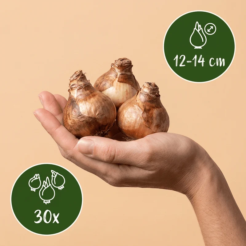 Großkronige Narzissen Mischung – Narcissus online kaufen | 30 bis 120 Blumenzwiebeln, gelb-weiß & großblütig – Wurzelwerk Design