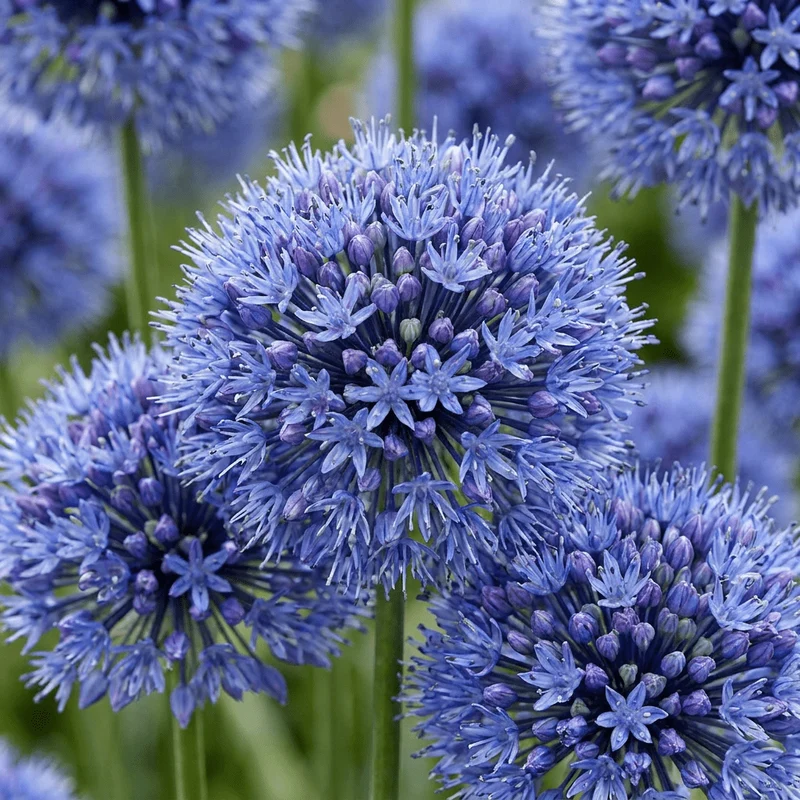 Blauer Kugellauch – Allium caeruleum online kaufen | 160 bis 320 Blumenzwiebeln, echtes Blau – Wurzelwerk Design