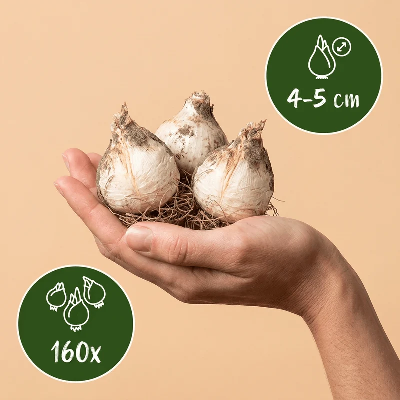 Blauer Kugellauch – Allium caeruleum online kaufen | 160 bis 320 Blumenzwiebeln, echtes Blau – Wurzelwerk Design