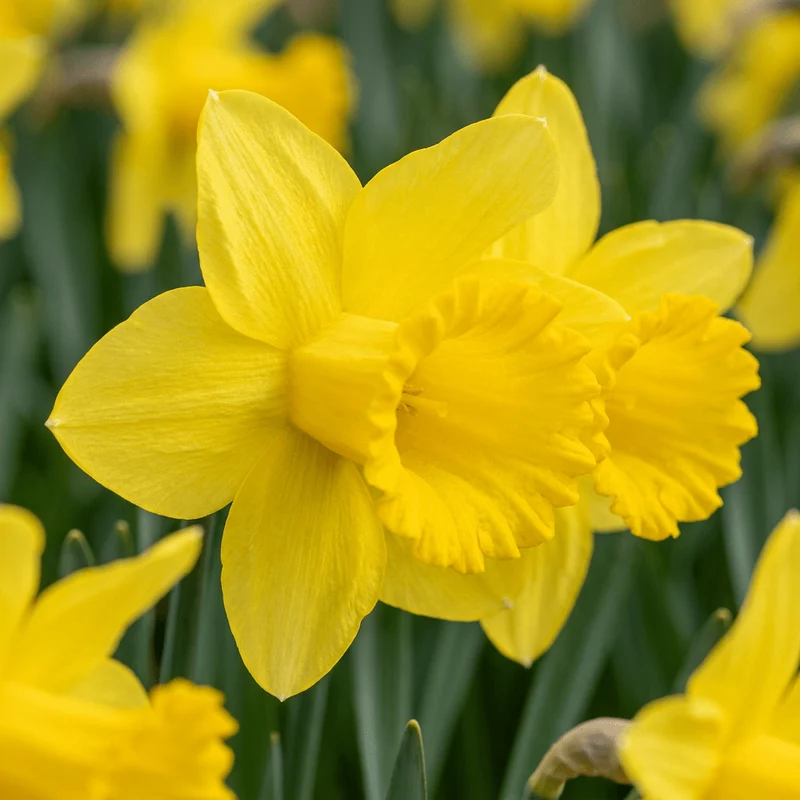 Narzisse Carlton – Narcissus online kaufen | 30 bis 120 Blumenzwiebeln, goldgelb & großblütig – Wurzelwerk Design