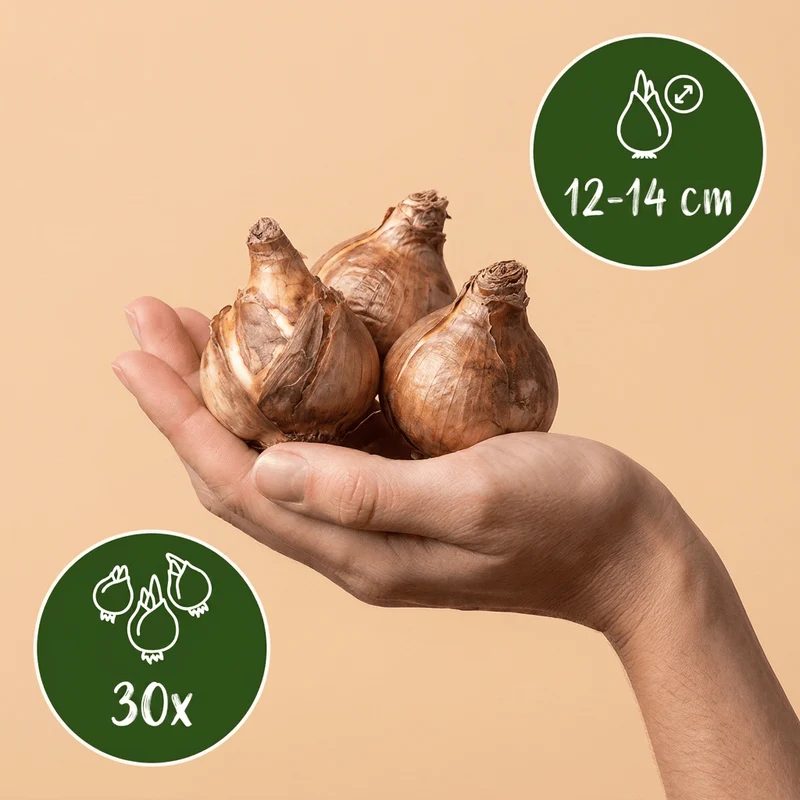 Narzisse Carlton – Narcissus online kaufen | 30 bis 120 Blumenzwiebeln, goldgelb & großblütig – Wurzelwerk Design