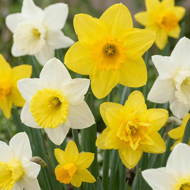 Botanische Narzissen Mischung – Narcissus online kaufen | 40 bis 160 Blumenzwiebeln, zierlich & stark verwildernd – Wurzelwerk Design