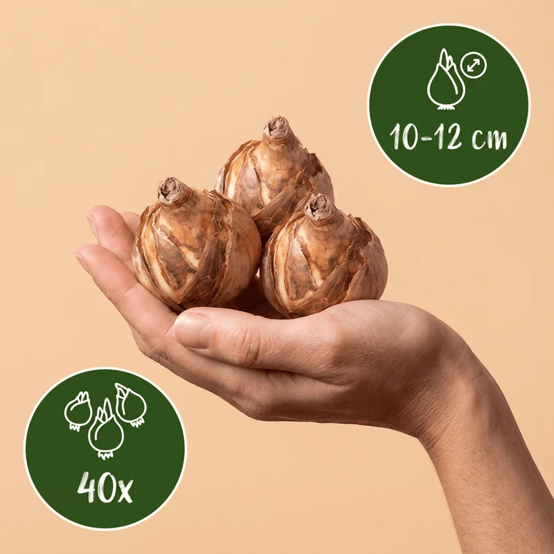Botanische Narzissen Mischung – Narcissus online kaufen | 40 bis 160 Blumenzwiebeln, zierlich & stark verwildernd – Wurzelwerk Design