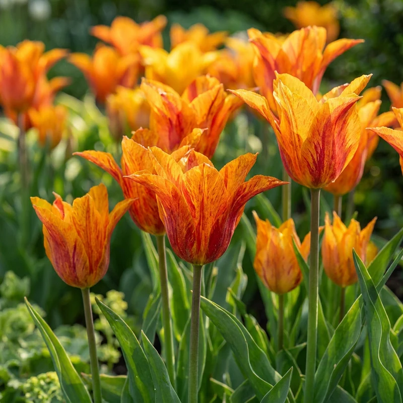 Tulpe Vendeeglobe – Tulipa online kaufen | 24 bis 96 Blumenzwiebeln, leuchtend Gelb – Wurzelwerk Design