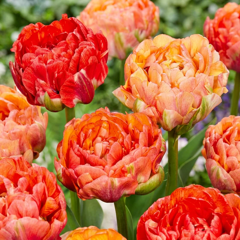 Gefüllte Tulpe Gudoshnik Double – Tulipa online kaufen | 24 bis 96 Blumenzwiebeln, gefüllt & geflammt – Wurzelwerk Design