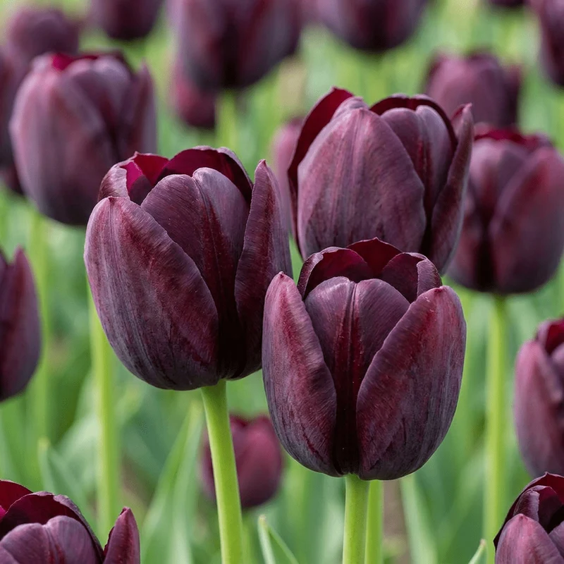 Triumph-Tulpe Dunkelviolett – Tulipa online kaufen | 24 bis 96 Blumenzwiebeln, fast schwarz & elegant – Wurzelwerk Design