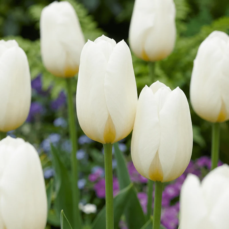 Triumph-Tulpe Weiß – Tulipa online kaufen | 30 bis 120 Blumenzwiebeln, standfest & langstielig – Wurzelwerk Design