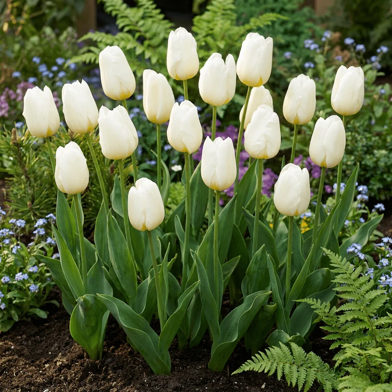Triumph-Tulpe Weiß – Tulipa online kaufen | 30 bis 120 Blumenzwiebeln, standfest & langstielig – Wurzelwerk Design