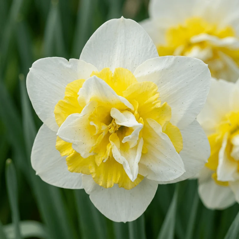 Gefüllte Narzisse Ice King – Narcissus online kaufen | 10 bis 80 Blumenzwiebeln, weiß-gelb & gefüllt – Wurzelwerk Design