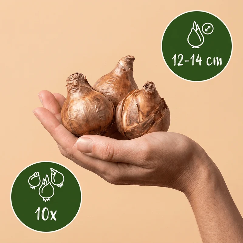 Gefüllte Narzisse Ice King – Narcissus online kaufen | 10 bis 80 Blumenzwiebeln, weiß-gelb & gefüllt – Wurzelwerk Design