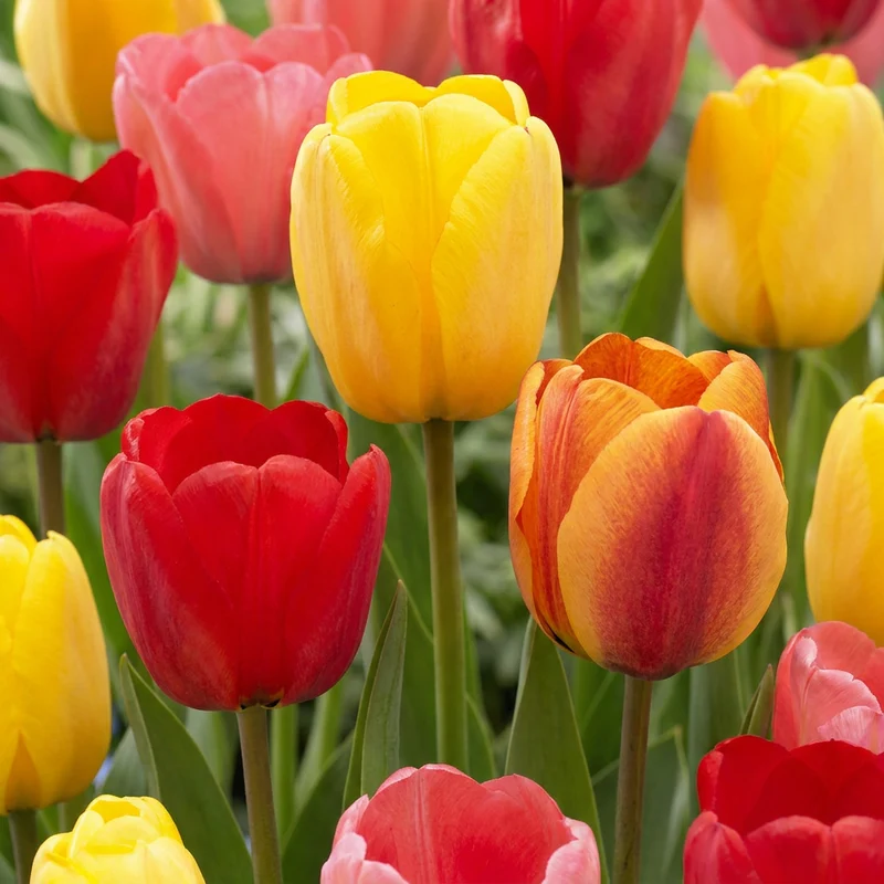 Darwin-Hybrid-Tulpen Mischung – Tulipa online kaufen | 15 bis 320 Blumenzwiebeln, großblütig & langlebig – Wurzelwerk Design