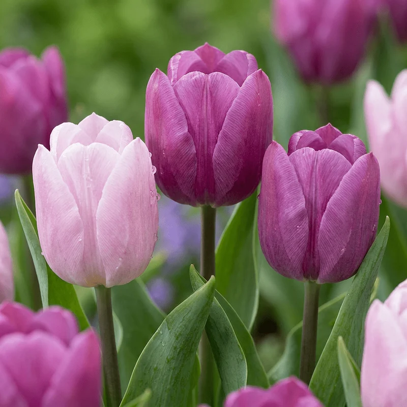 Tulpen-Mischung Candy Purple Prince – Tulipa online kaufen | 15 bis 120 Blumenzwiebeln in Violett und Rosa – Wurzelwerk Design