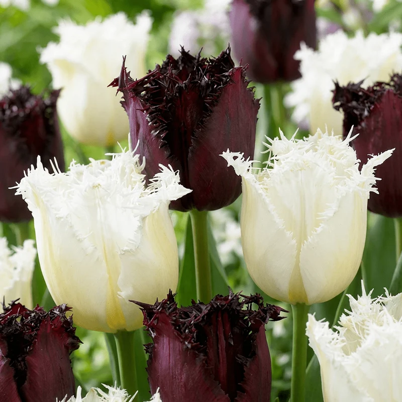 Tulpen-Mischung Breakdance – Tulipa online kaufen | 15 bis 120 Blumenzwiebeln, lebhaft & kontrastreich – Wurzelwerk Design