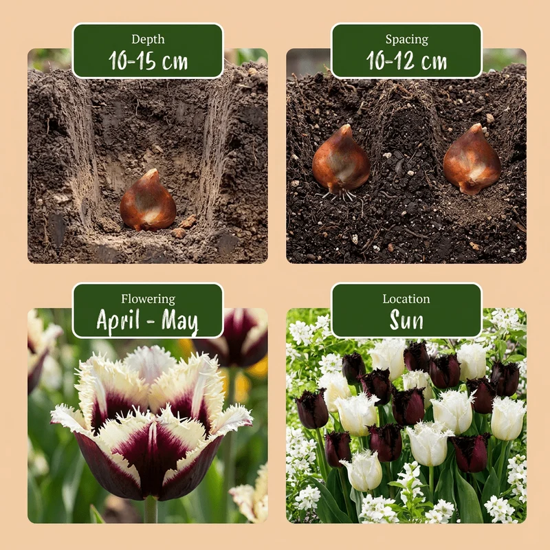 Tulpen-Mischung Breakdance – Tulipa online kaufen | 15 bis 120 Blumenzwiebeln, lebhaft & kontrastreich – Wurzelwerk Design