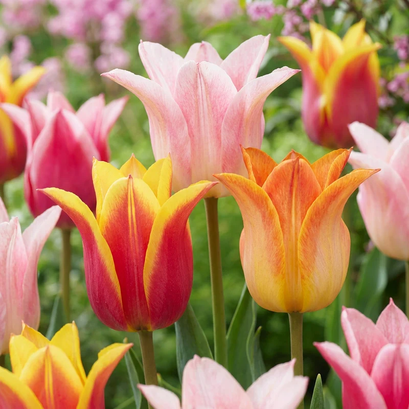 Tulpen-Mischung Ballade – Tulipa online kaufen | 12 bis 96 Blumenzwiebeln, elegant & langstielig – Wurzelwerk Design
