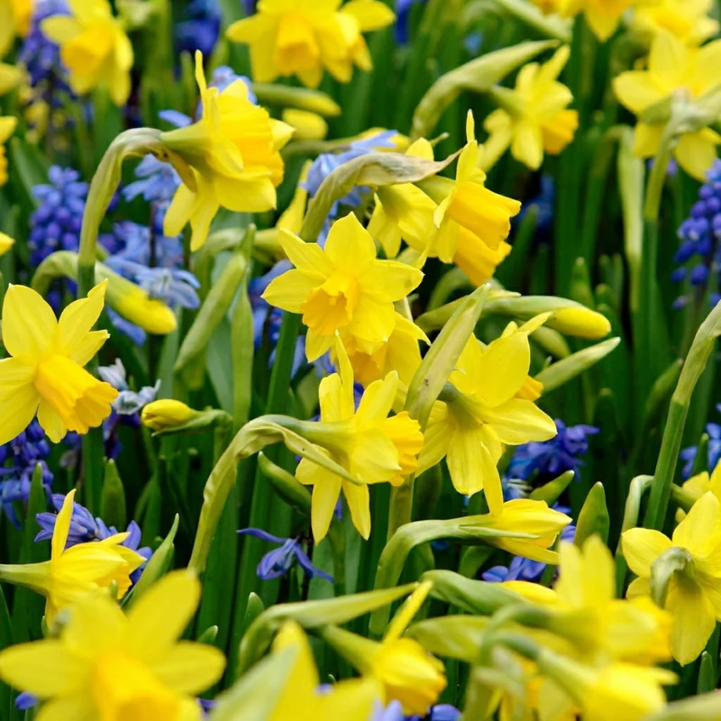 Narzisse Tête-à-Tête – Narcissus online kaufen | 50 bis 400 Blumenzwiebeln, niedrig, früh & verwildernd – Wurzelwerk Design