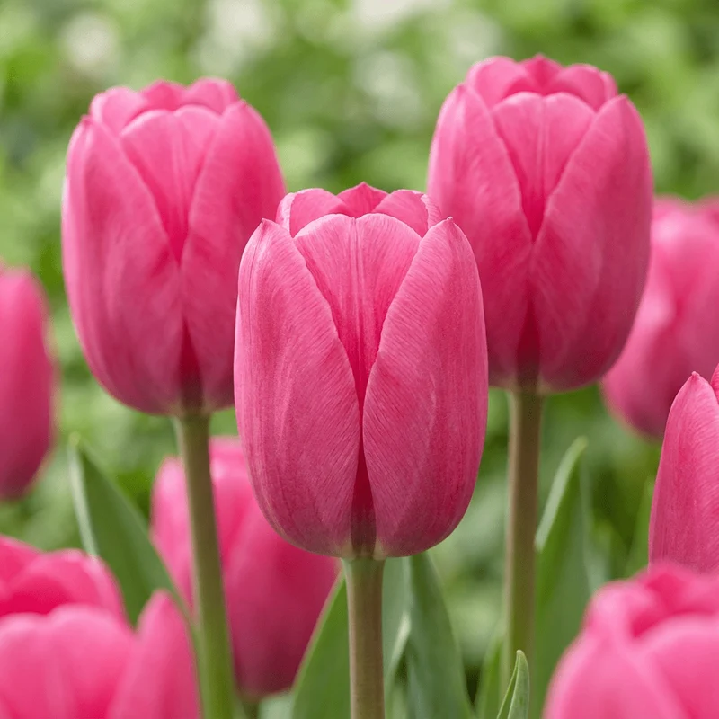 Triumph-Tulpe Rosa – Tulipa online kaufen | 30 bis 120 Blumenzwiebeln, standfest & langstielig – Wurzelwerk Design