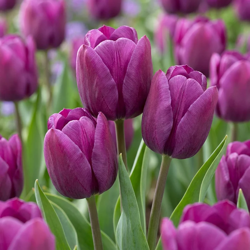 Triumph-Tulpe Violett – Tulipa online kaufen | 30 bis 120 Blumenzwiebeln, standfest & langstielig – Wurzelwerk Design