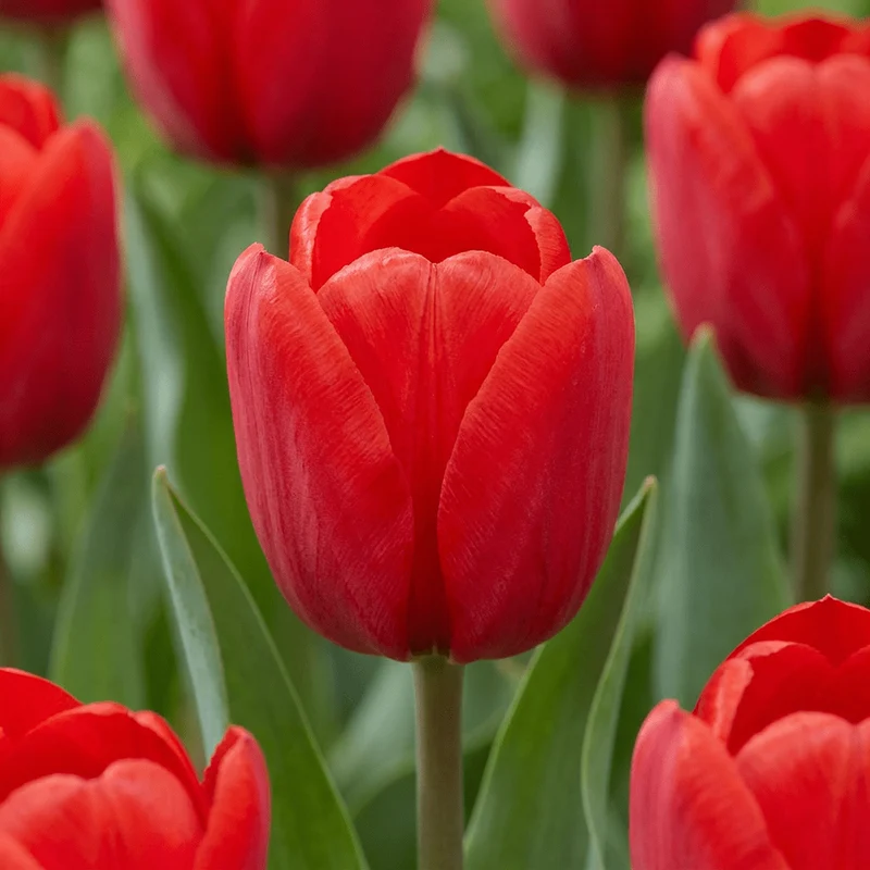 Triumph-Tulpe Rot – Tulipa online kaufen | 30 bis 120 Blumenzwiebeln, standfest & langstielig – Wurzelwerk Design