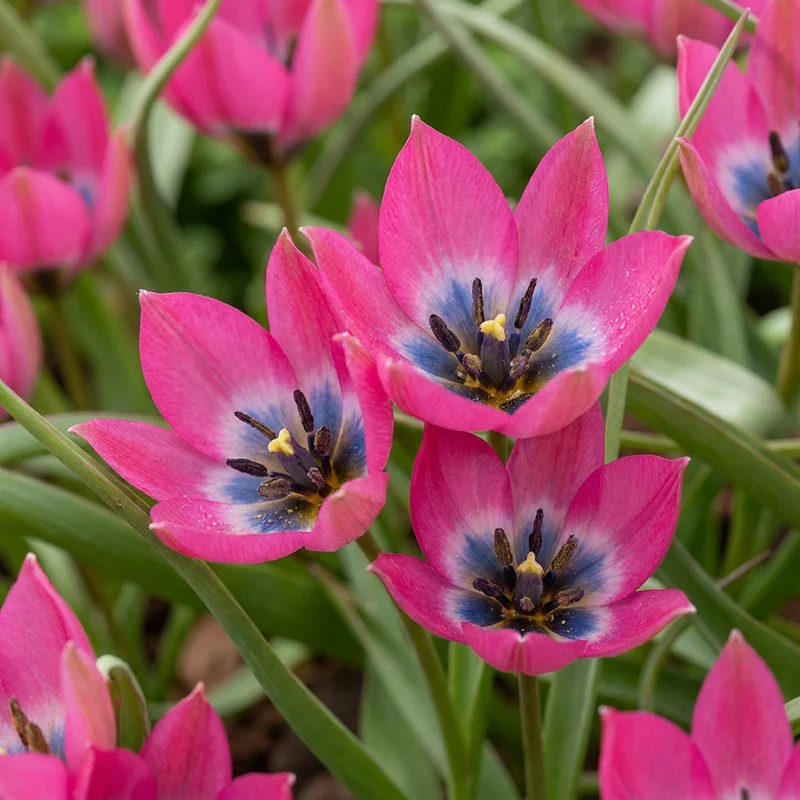 Wildtulpe Little Beauty – Tulipa online kaufen | 50 bis 200 Blumenzwiebeln, niedrig & verwildernd – Wurzelwerk Design