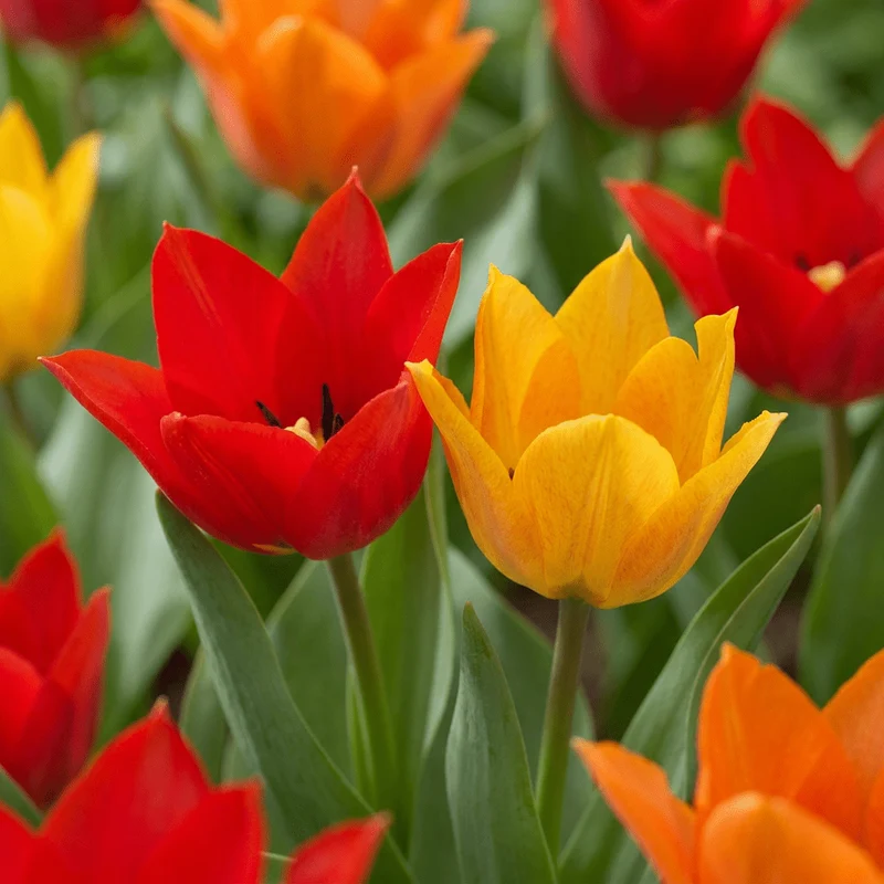 Wildtulpe Praestans Mischung – Tulipa praestans online kaufen | 50 bis 200 Blumenzwiebeln, mehrblütig & verwildernd – Wurzelwerk Design
