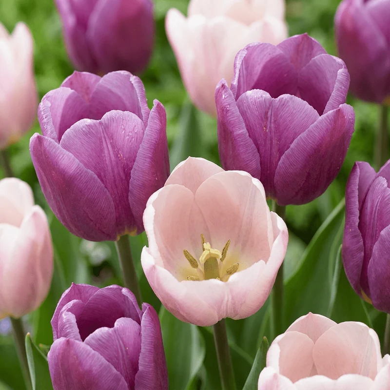 Tulpen-Mischung Macron – Tulipa online kaufen | 24 bis 96 Blumenzwiebeln in zarten Farbtönen – Wurzelwerk Design
