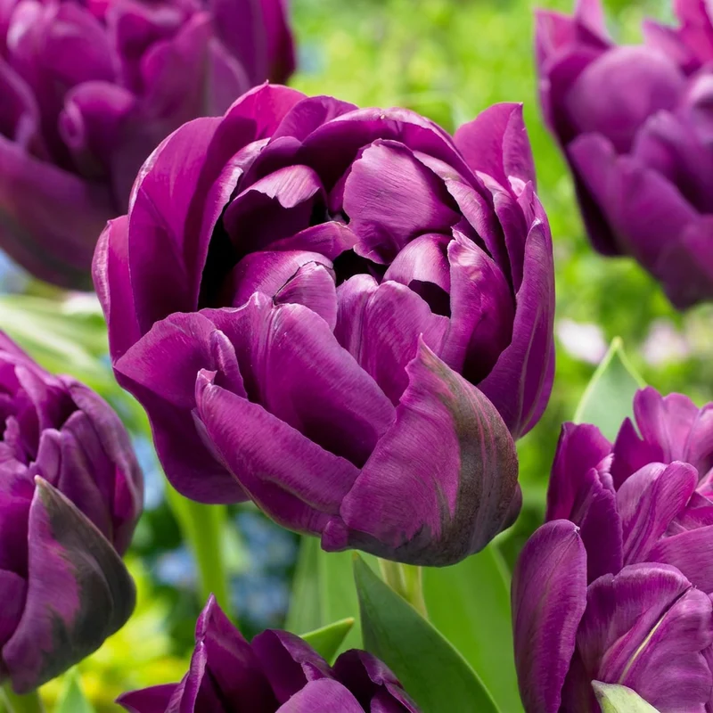 Gefüllte Tulpe Lila – Tulipa Double Lilac online kaufen | 24 bis 96 Blumenzwiebeln, gefüllt & päonienartig – Wurzelwerk Design