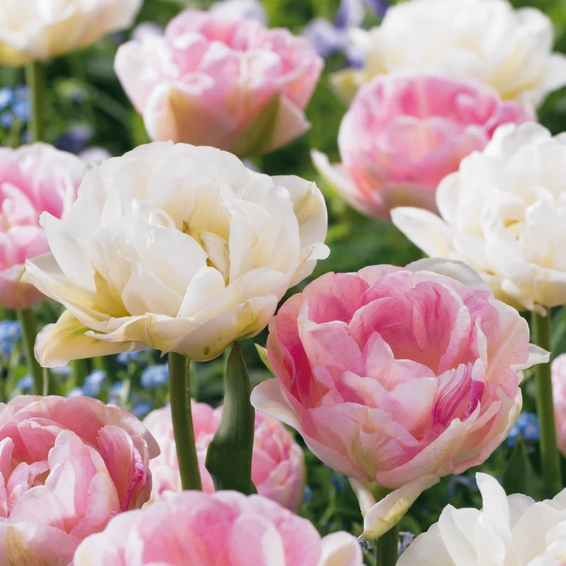 Gefüllte Tulpe Double Sensation – Tulipa online kaufen | 24 bis 96 Blumenzwiebeln, gefüllt & mehrfarbig – Wurzelwerk Design