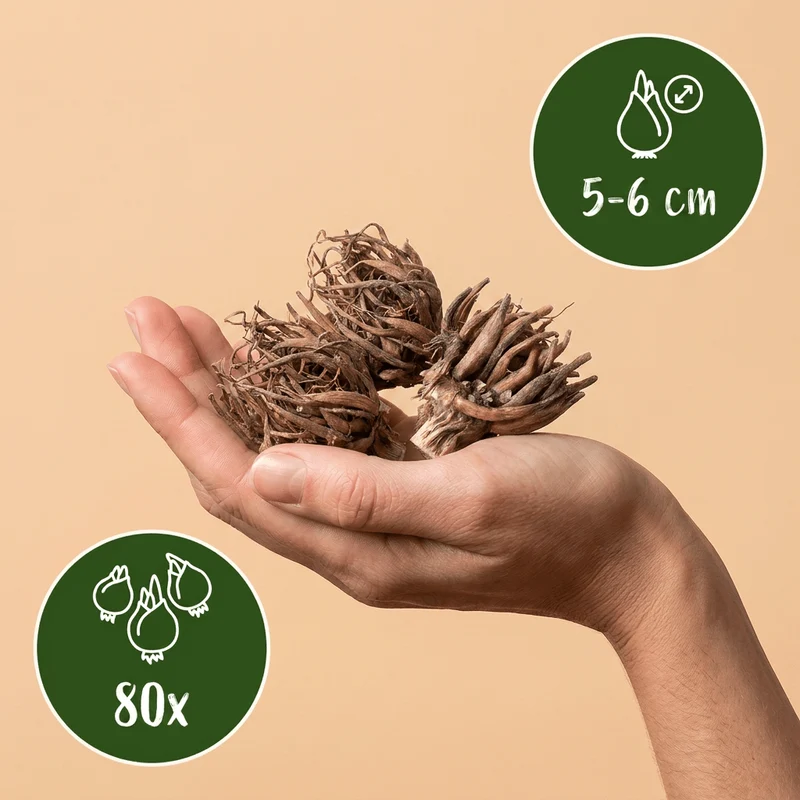 Ranunkeln Mischung – Ranunculus online kaufen | 80 bis 320 Knollen, dicht gefüllt & Schnittblume – Wurzelwerk Design