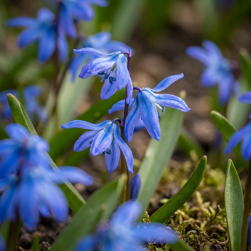 Sibirischer Blaustern – Scilla siberica online kaufen | 100 bis 400 Blumenzwiebeln, leuchtend blau & verwildernd – Wurzelwerk Design