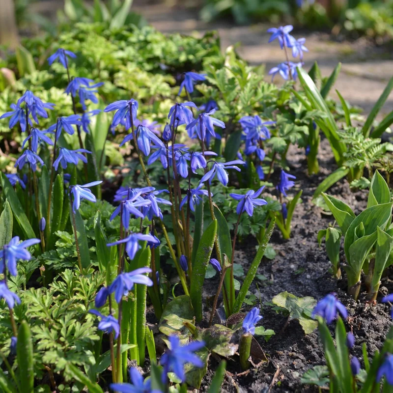 Sibirischer Blaustern – Scilla siberica online kaufen | 100 bis 400 Blumenzwiebeln, leuchtend blau & verwildernd – Wurzelwerk Design
