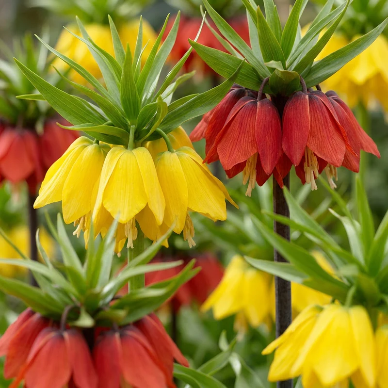 Kaiserkrone Mischung – Fritillaria imperialis online kaufen | 6 bis 24 Blumenzwiebeln, imposant & aufrecht – Wurzelwerk Design