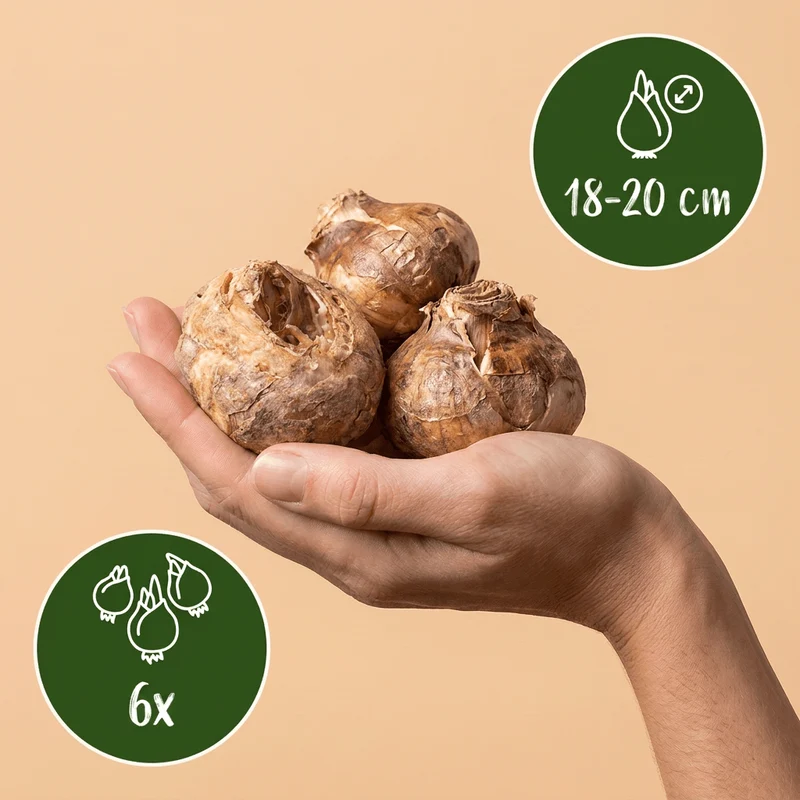 Kaiserkrone Mischung – Fritillaria imperialis online kaufen | 6 bis 24 Blumenzwiebeln, imposant & aufrecht – Wurzelwerk Design