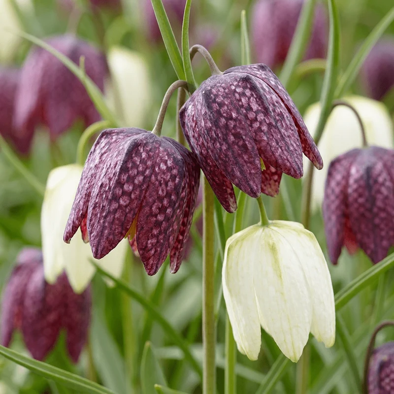 Schachbrettblume – Fritillaria meleagris online kaufen | 60 bis 240 Blumenzwiebeln, gemustert & für feuchte Wiesen – Wurzelwerk Design
