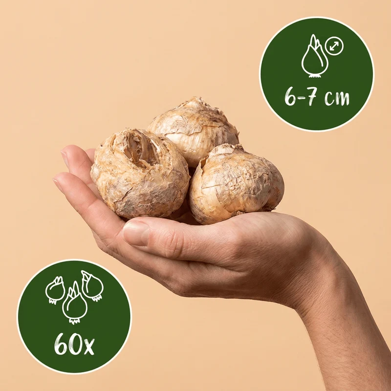 Schachbrettblume – Fritillaria meleagris online kaufen | 60 bis 240 Blumenzwiebeln, gemustert & für feuchte Wiesen – Wurzelwerk Design