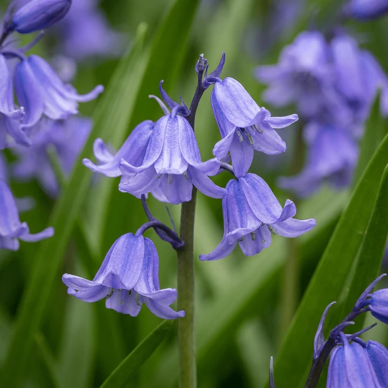 Atlantisches Hasenglöckchen – Hyacinthoides non-scripta online kaufen | 40 bis 160 Blumenzwiebeln, duftend & verwildernd – Wurzelwerk Design
