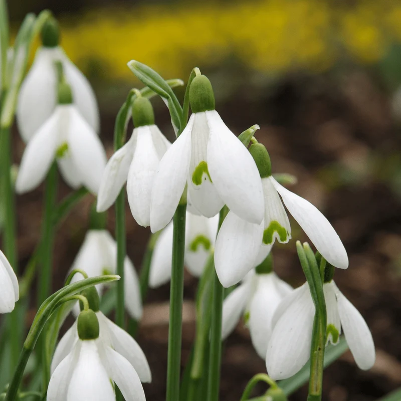 Großes Schneeglöckchen – Galanthus elwesii online kaufen | 50 bis 200 Blumenzwiebeln, sehr früh & verwildernd – Wurzelwerk Design