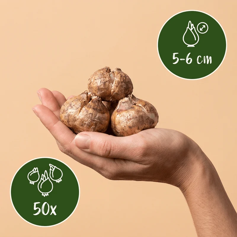 Großes Schneeglöckchen – Galanthus elwesii online kaufen | 50 bis 200 Blumenzwiebeln, sehr früh & verwildernd – Wurzelwerk Design