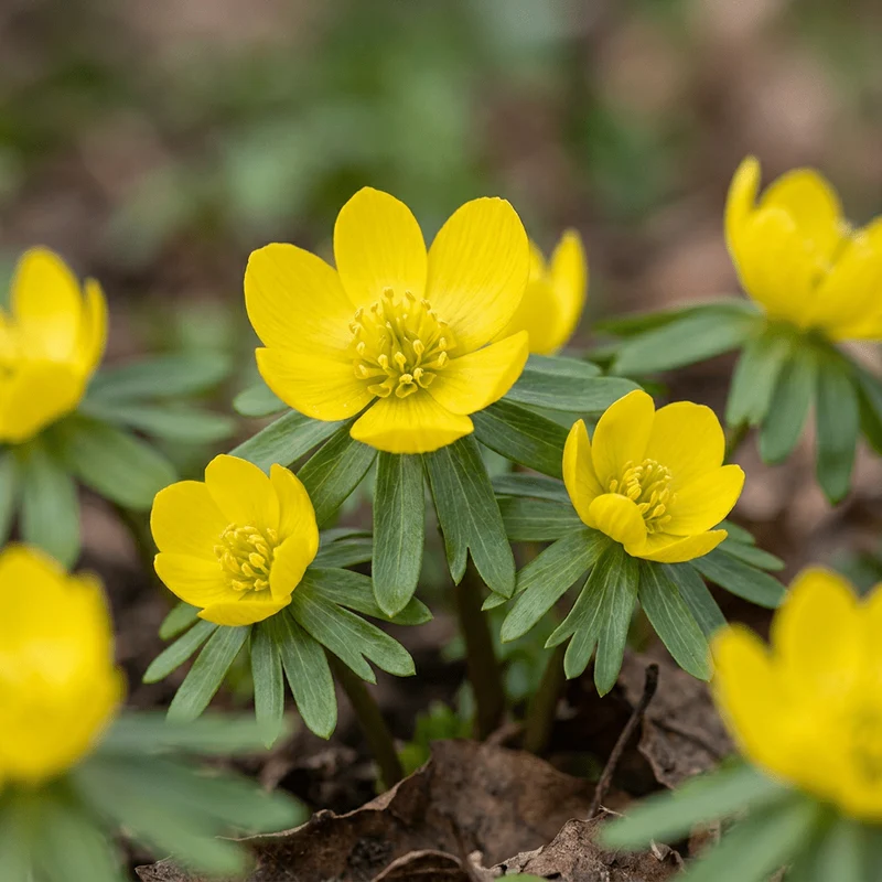 Winterling – Eranthis cilicica online kaufen | 50 bis 200 Knollen, goldgelb & sehr früh – Wurzelwerk Design